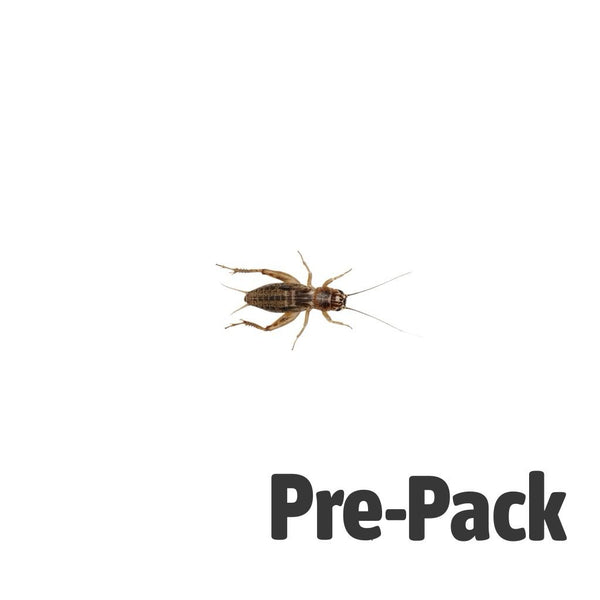 Standard Silent Brown Crickets 12-18mm