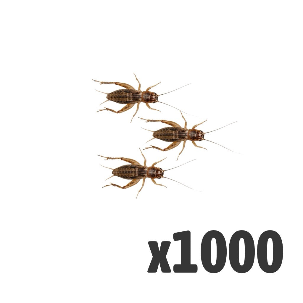 Silent Crickets Standard – Bag of 1000 | Bulk Livefood