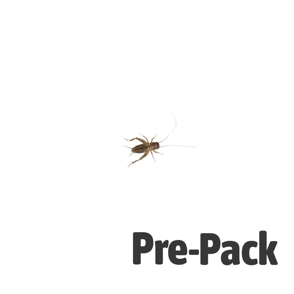 Small Silent Brown Crickets 4-5mm