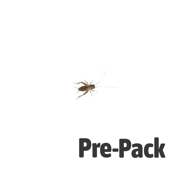 Small Silent Brown Crickets 4-5mm