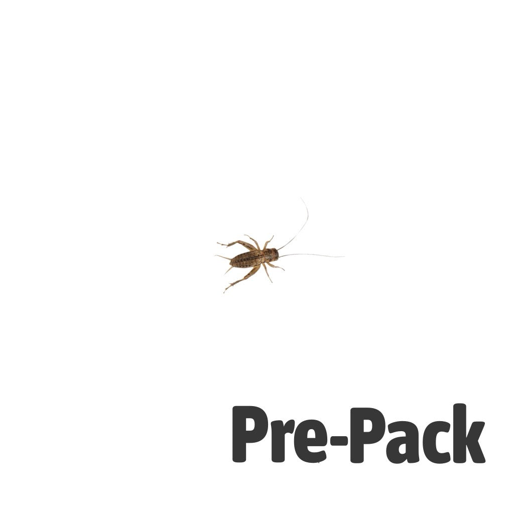 Silent Crickets Pre-Pack Small | Live Reptile Feeder Insects