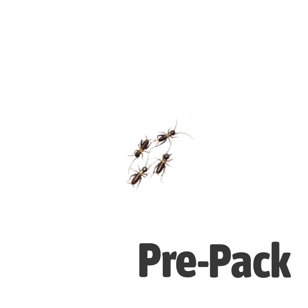 Micro Silent Brown Crickets 1-3mm - 500 Pack