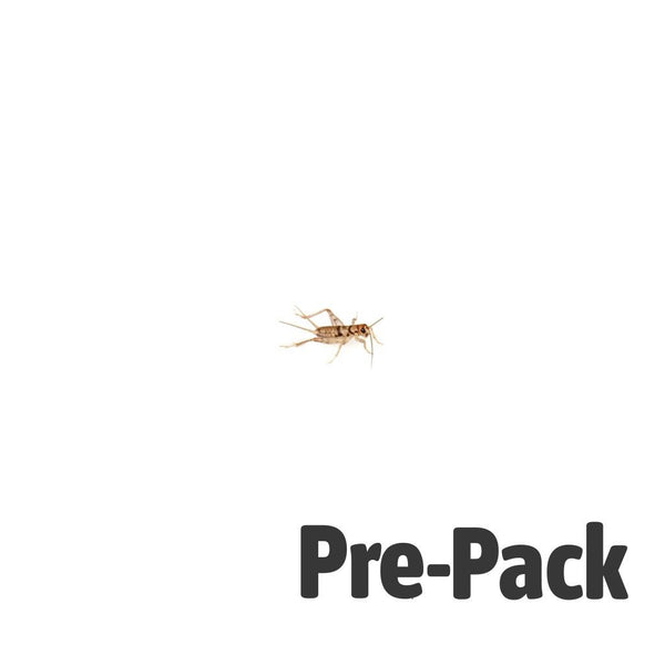 Mini Silent Brown Crickets 3-4mm