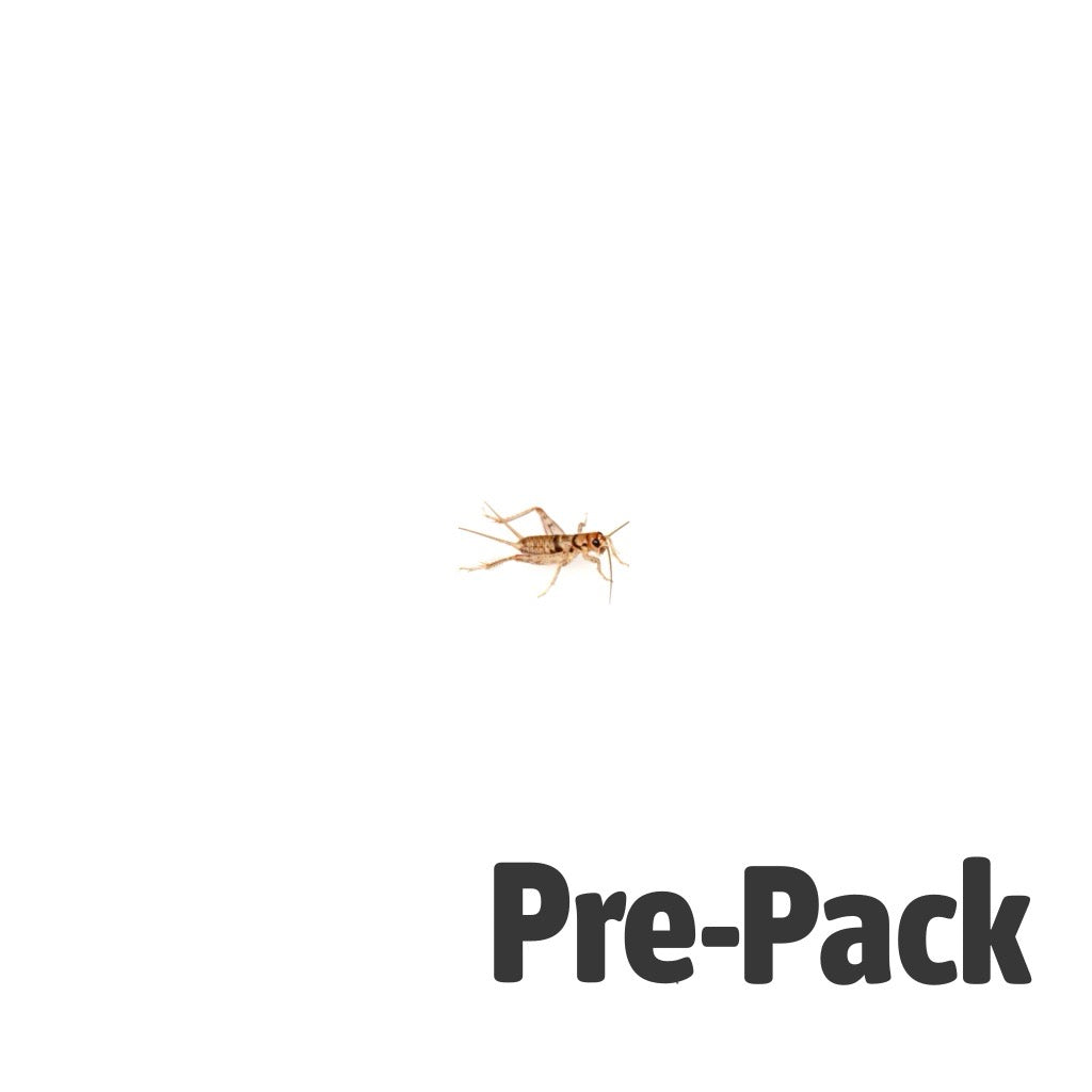 Brown House Cricket Pre-pack Mini | Live Reptile Feeder Insects