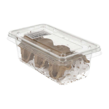 Mini Silent Brown Crickets 3-4mm