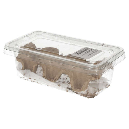 Mini Silent Brown Crickets 3-4mm