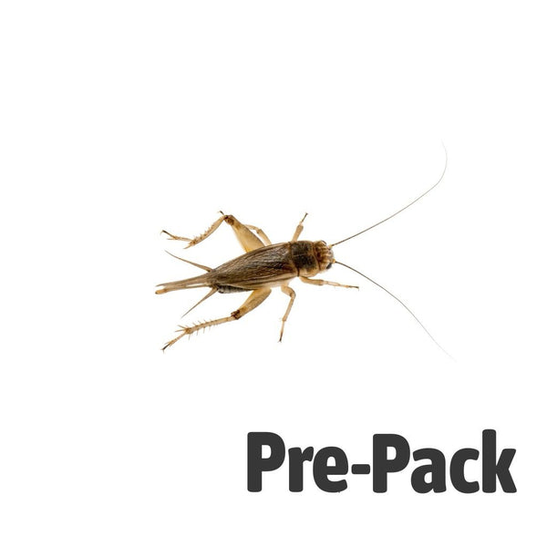 XL Silent Brown Crickets 20-30mm
