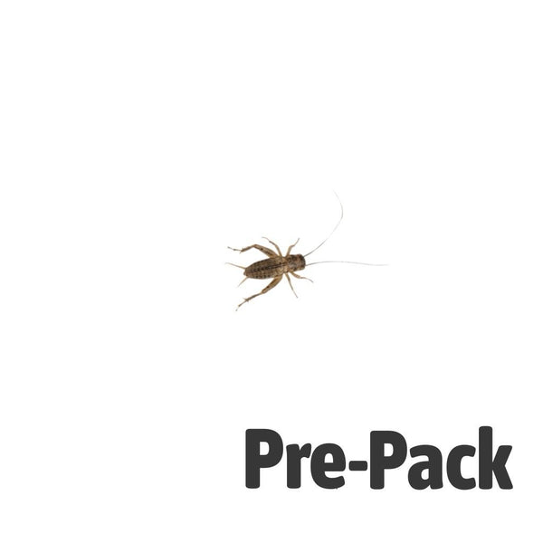 Medium Small Silent Brown Crickets 6-8mm