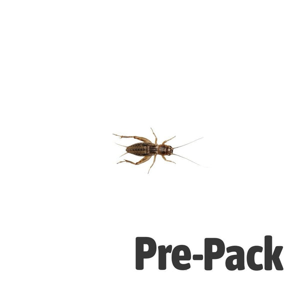 Medium Silent Brown Crickets 8-12mm