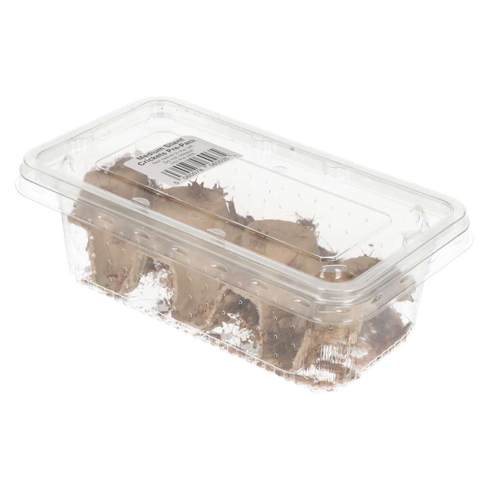 Silent Crickets Pre-Pack Medium | Live Reptile Feeder Insects