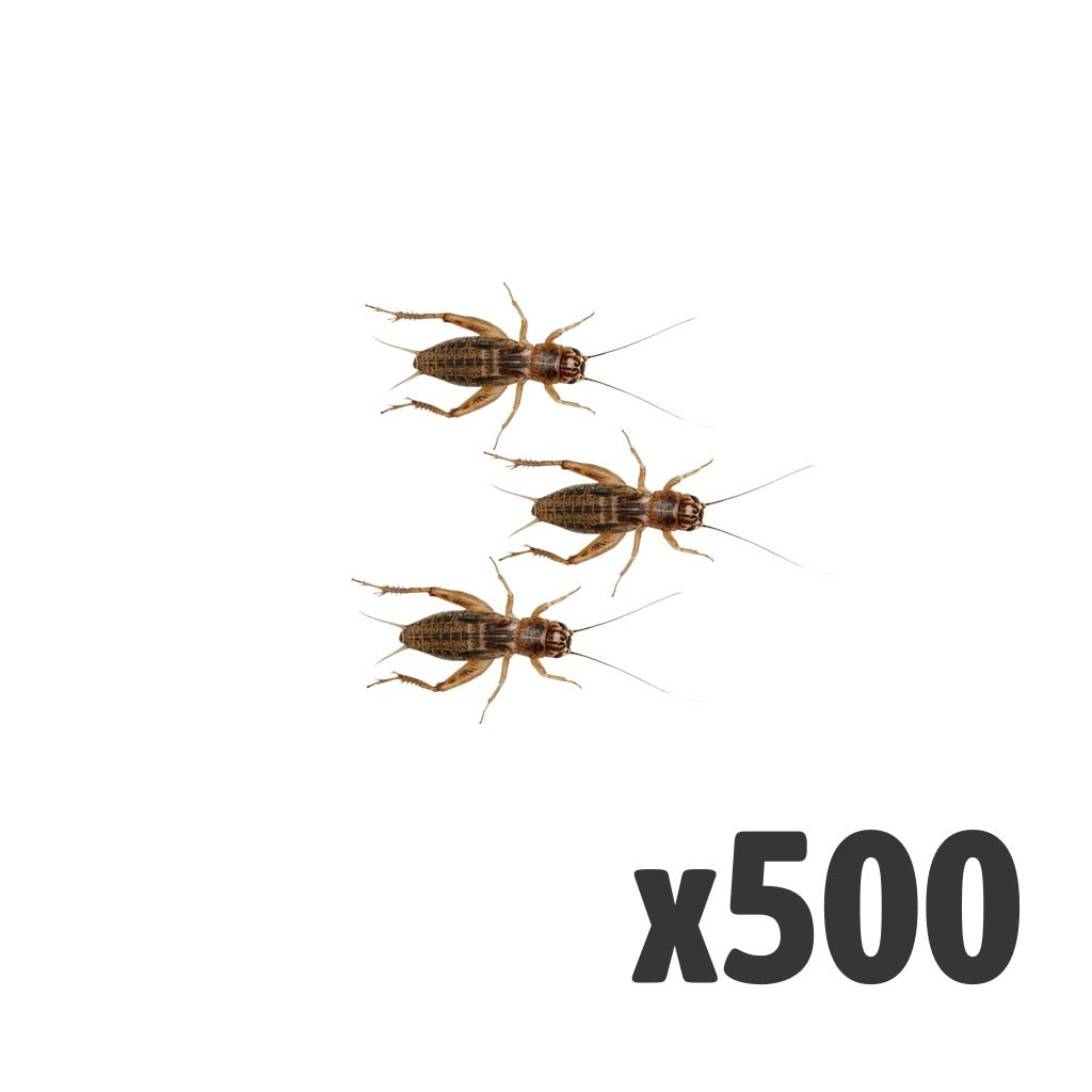 Silent Crickets Medium - Bag of 500 | Bulk Livefood