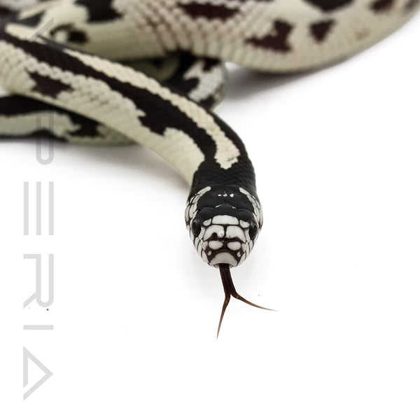 Aberrant Cali Kingsnake