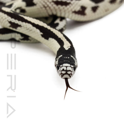 Aberrant Cali Kingsnake