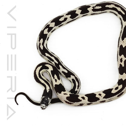 Aberrant Cali Kingsnake