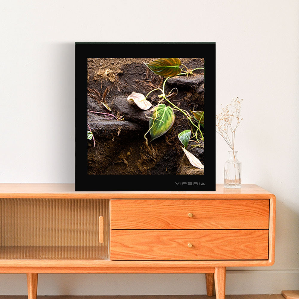 Acrylic Vivariums
