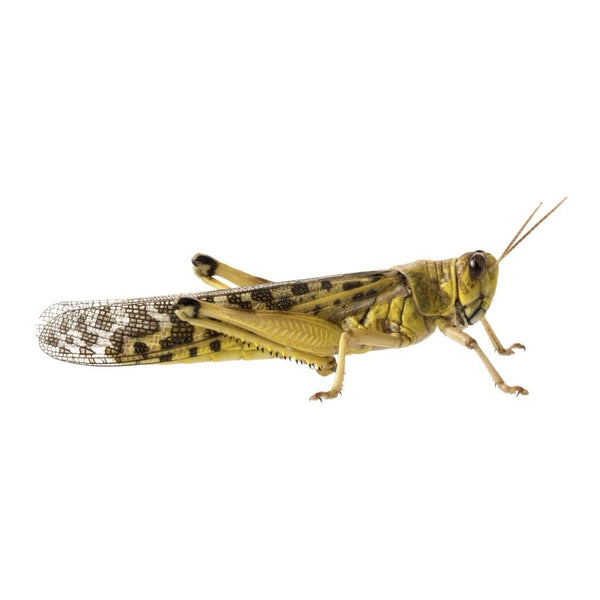 Adult Locusts 60-80mm
