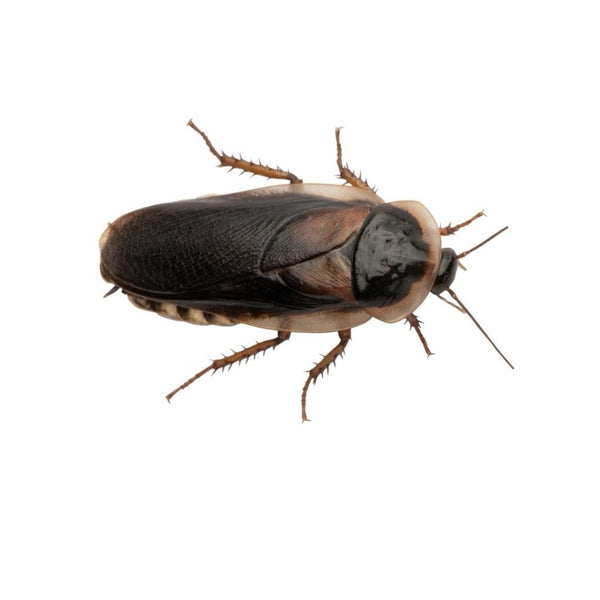 Adult Dubia Cockroaches 30-35mm