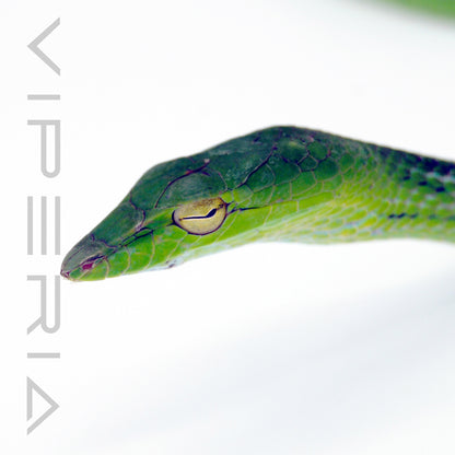 Oriental Whip Snake
