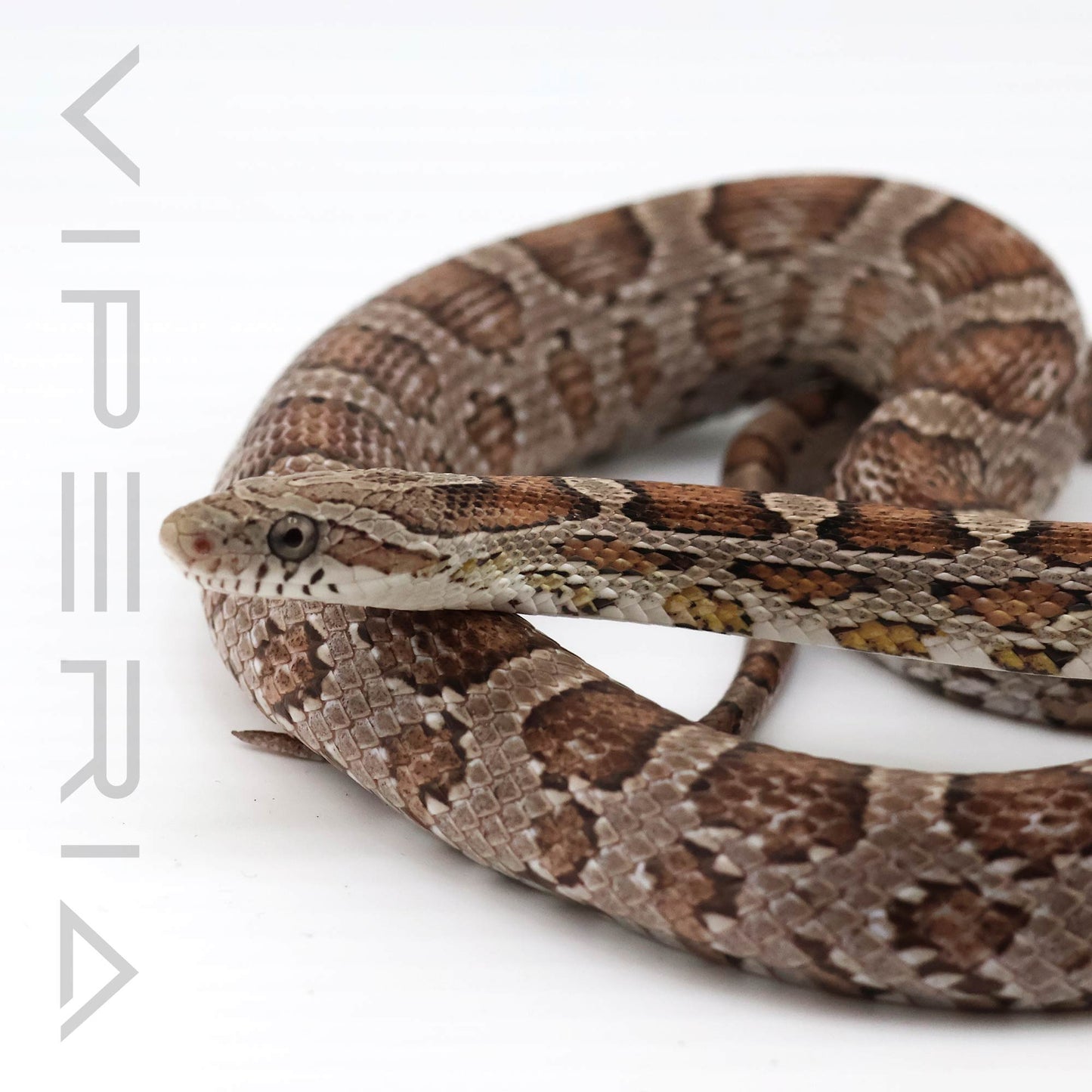 Anery Hypo Berry het Scaleless Corn Snake
