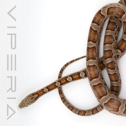 Anery Hypo Berry het Scaleless Corn Snake