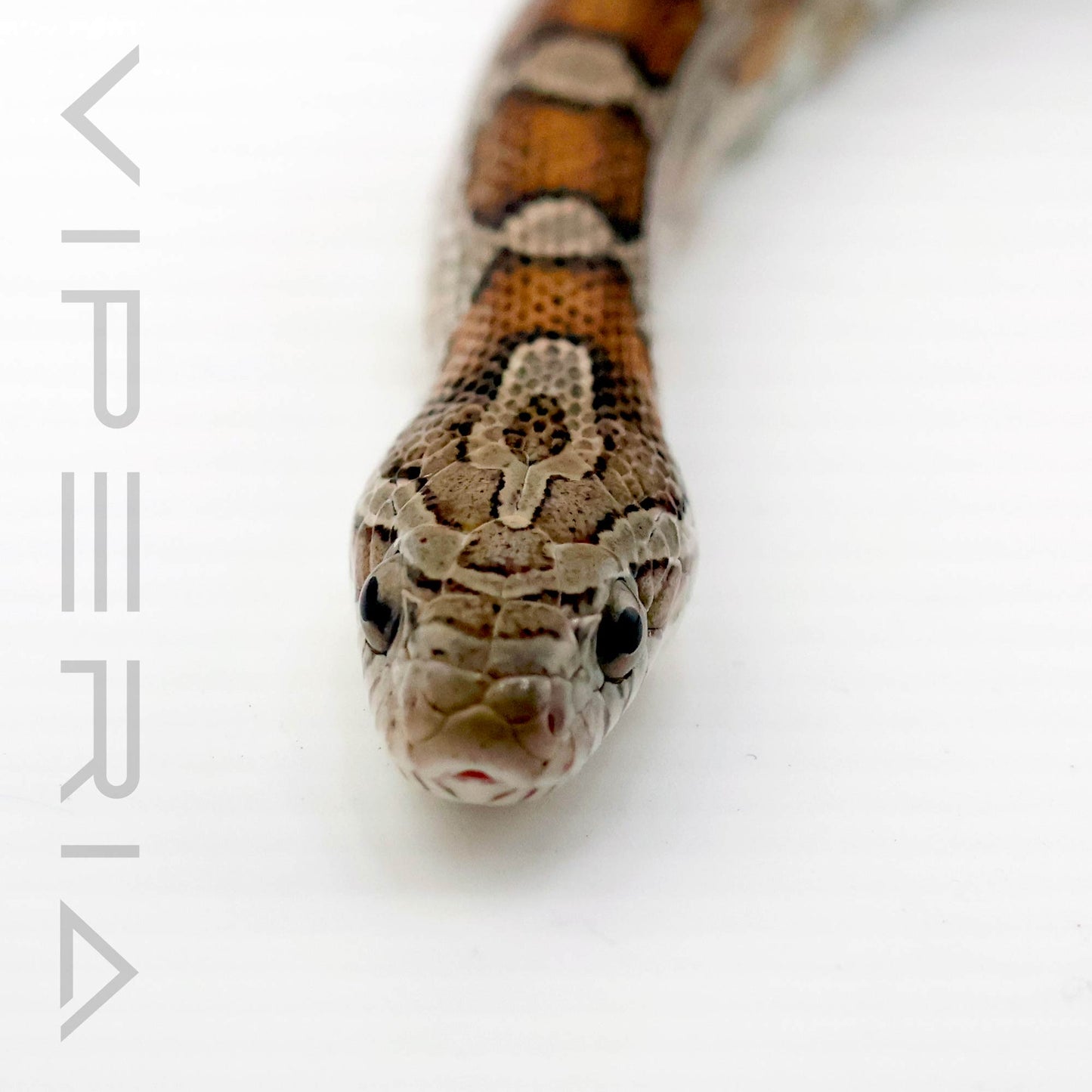 Anery Hypo Berry het Scaleless Corn Snake
