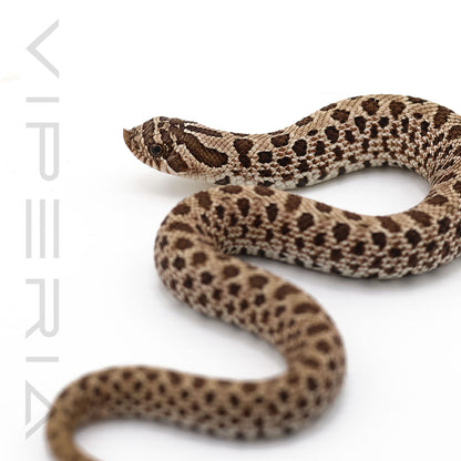 Arctic Conda Twin Spot 50% het Toffeebelly Hognose