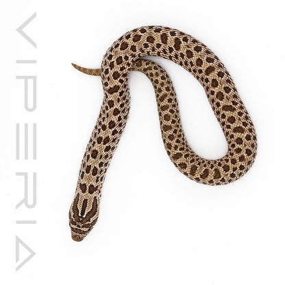Arctic Conda Twin Spot 50% het Toffeebelly Hognose