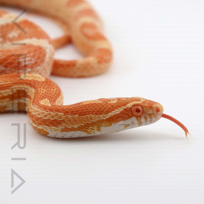 Auratum het Microscale, Motley, Hypo, Diffused Corn Snake