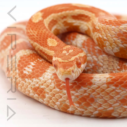 Auratum het Microscale, Motley, Hypo, Diffused Corn Snake