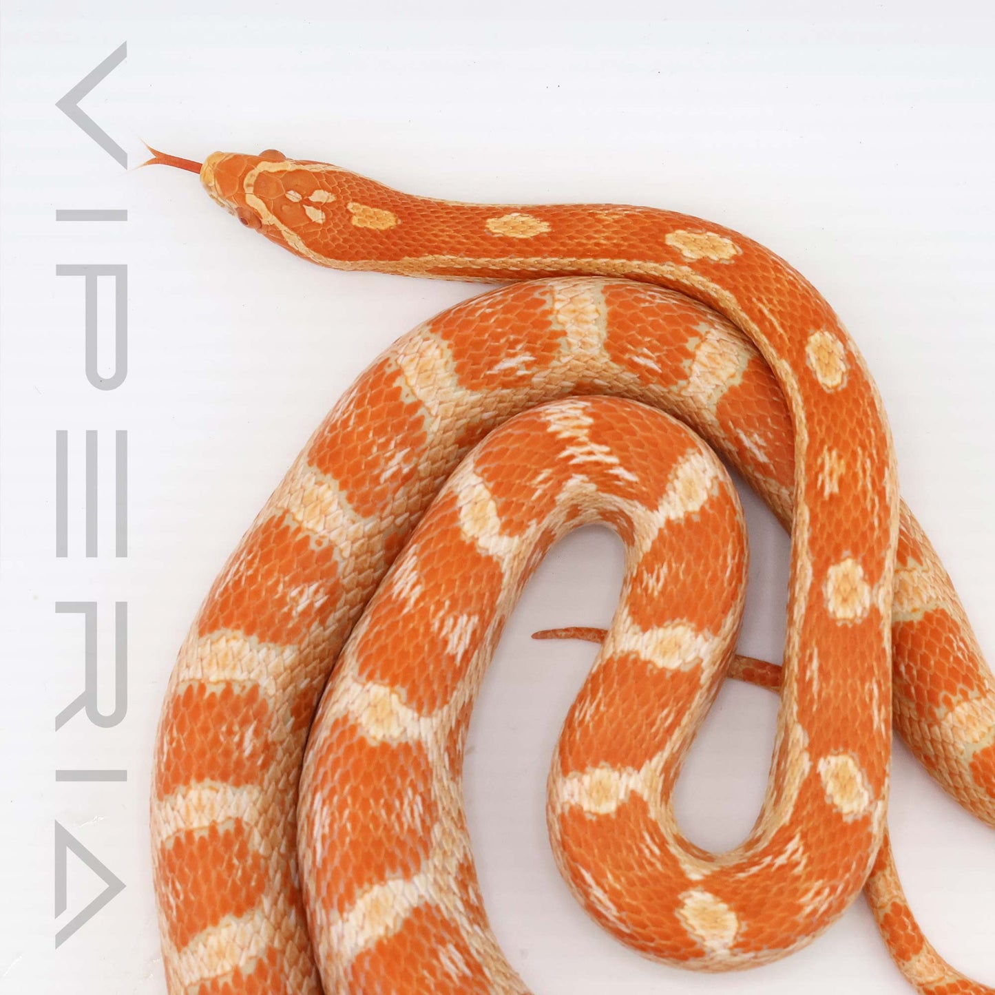 Auratum het Microscale, Motley, Hypo, Diffused Corn Snake