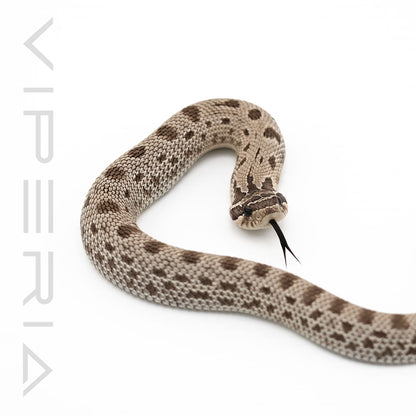 Axanthic Anaconda het Snow Hognose