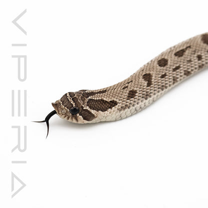 Axanthic Anaconda het Snow Hognose