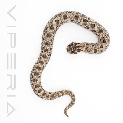 Axanthic Anaconda het Snow Hognose