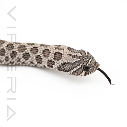 Axanthic 66% het Lavender, Albino Hognose