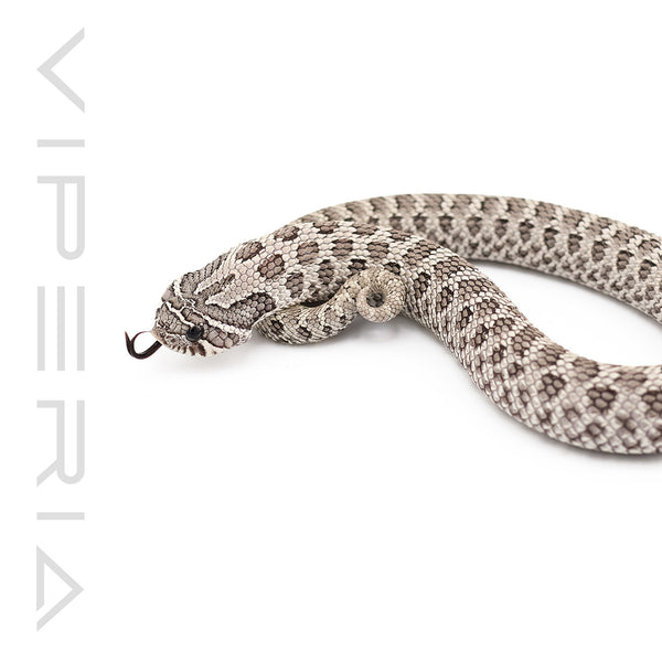 Axanthic 66% het Lavender, Albino Hognose