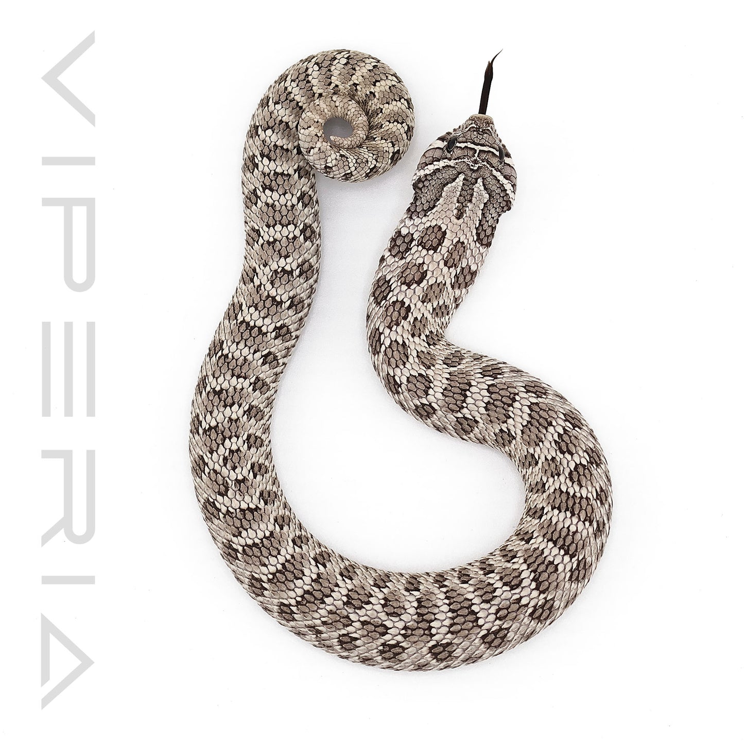 Axanthic 66% het Lavender, Albino Hognose