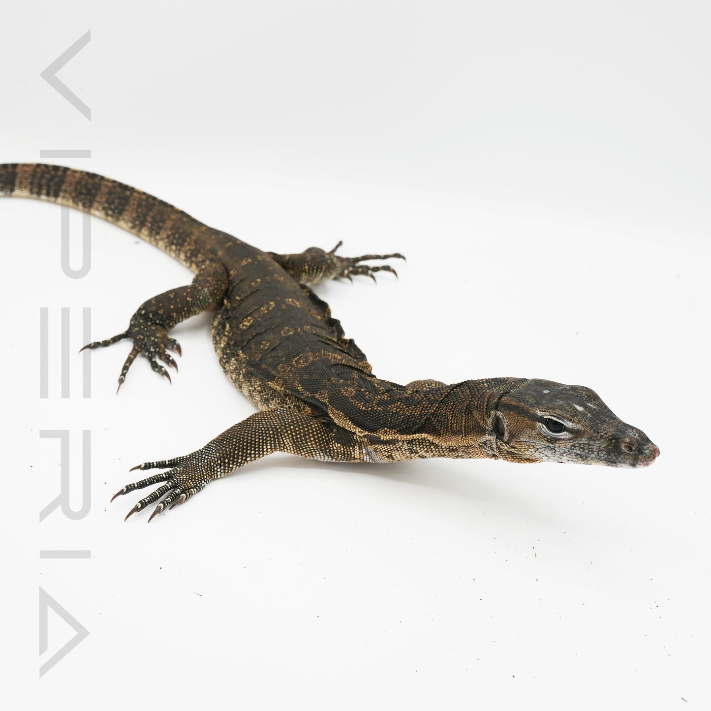Axanthic Asian Water Monitor