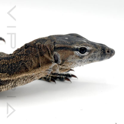 Axanthic Asian Water Monitor