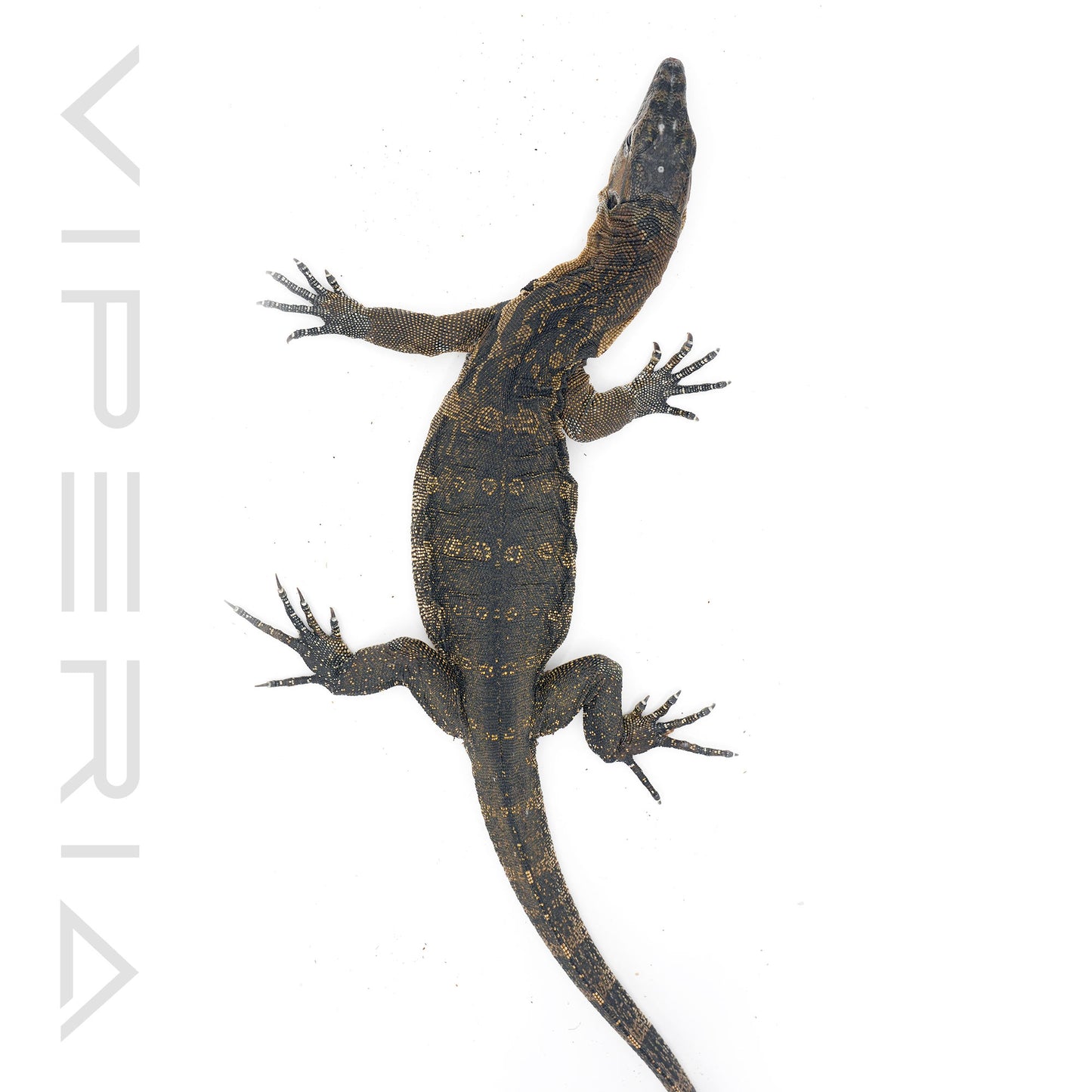 Axanthic Asian Water Monitor