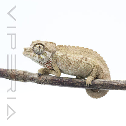 Jacksons Chameleons