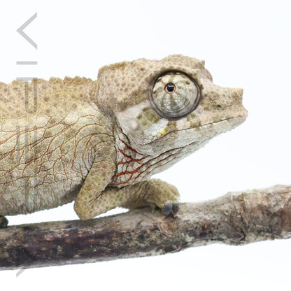 Jacksons Chameleons