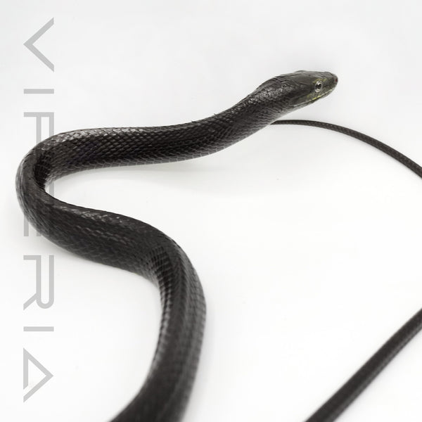 Black Jansens Rat Snake