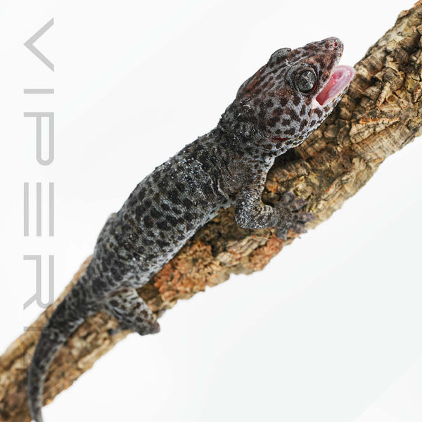 Blue Granite 094 Tokay Gecko