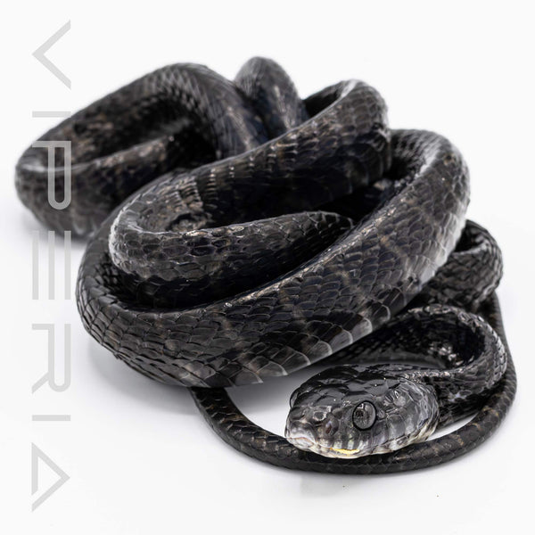 Black Mangrove Snake