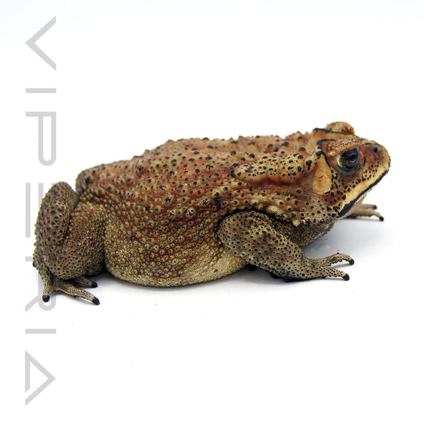 Asian Common Toad