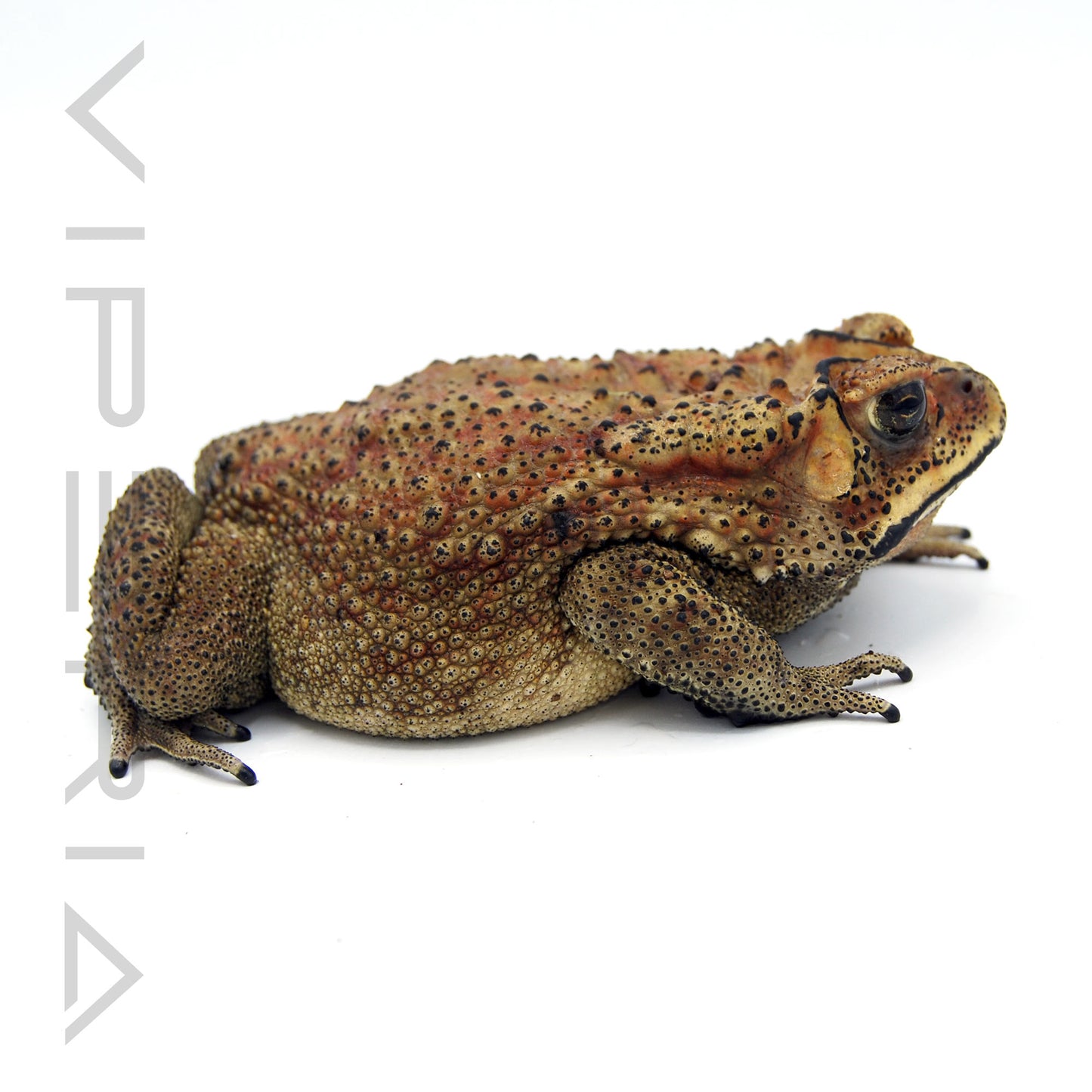 Asian Common Toad