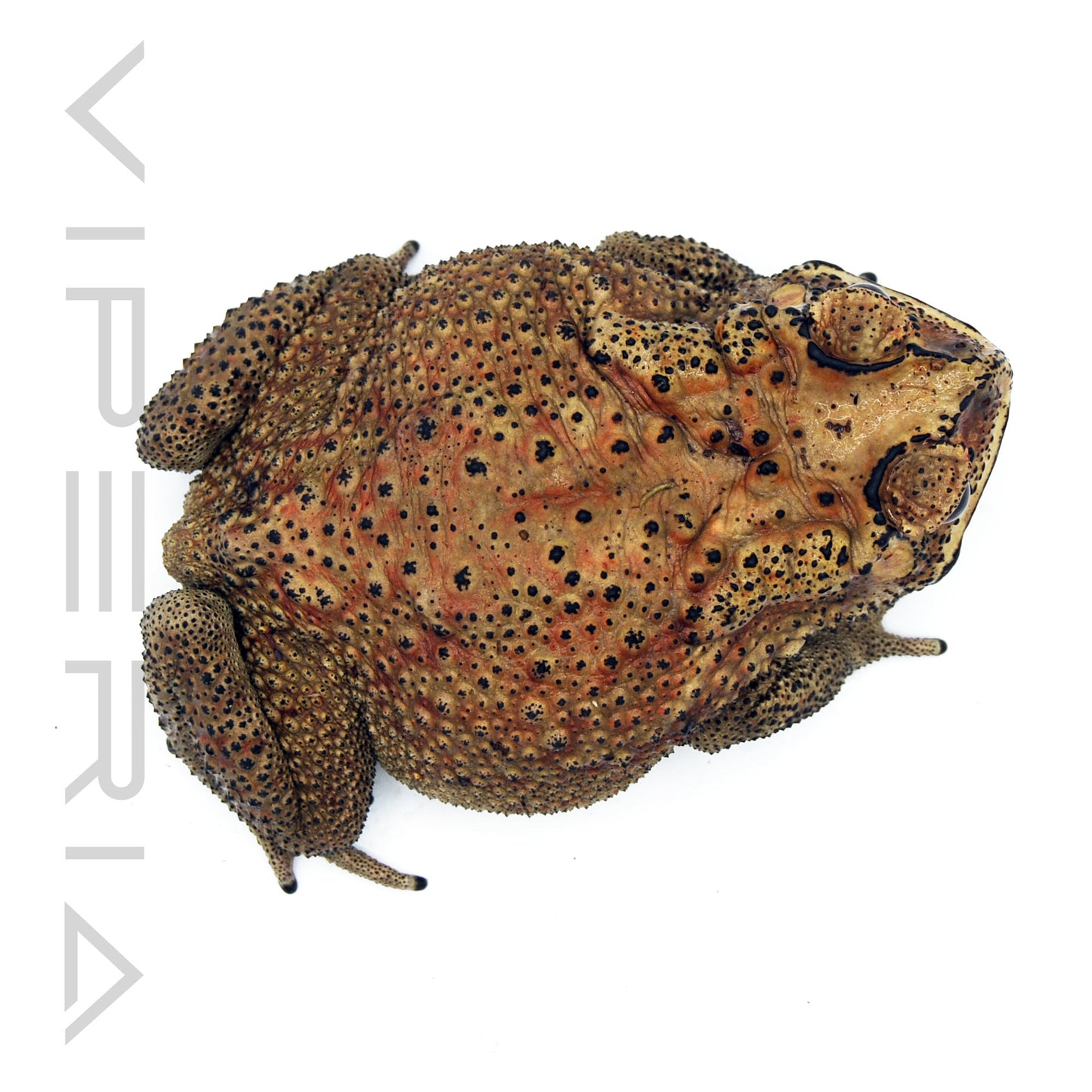Asian Common Toad