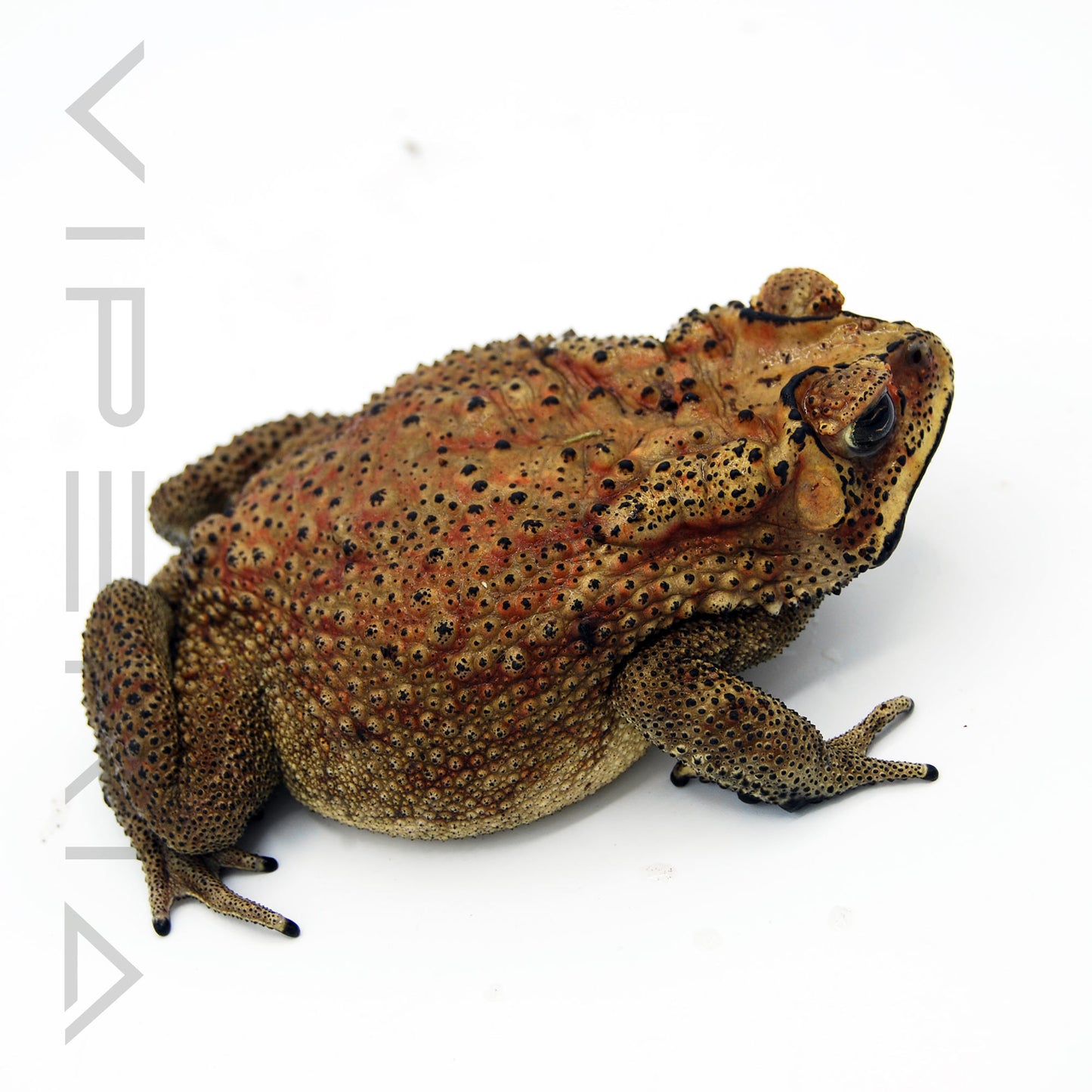 Asian Common Toad
