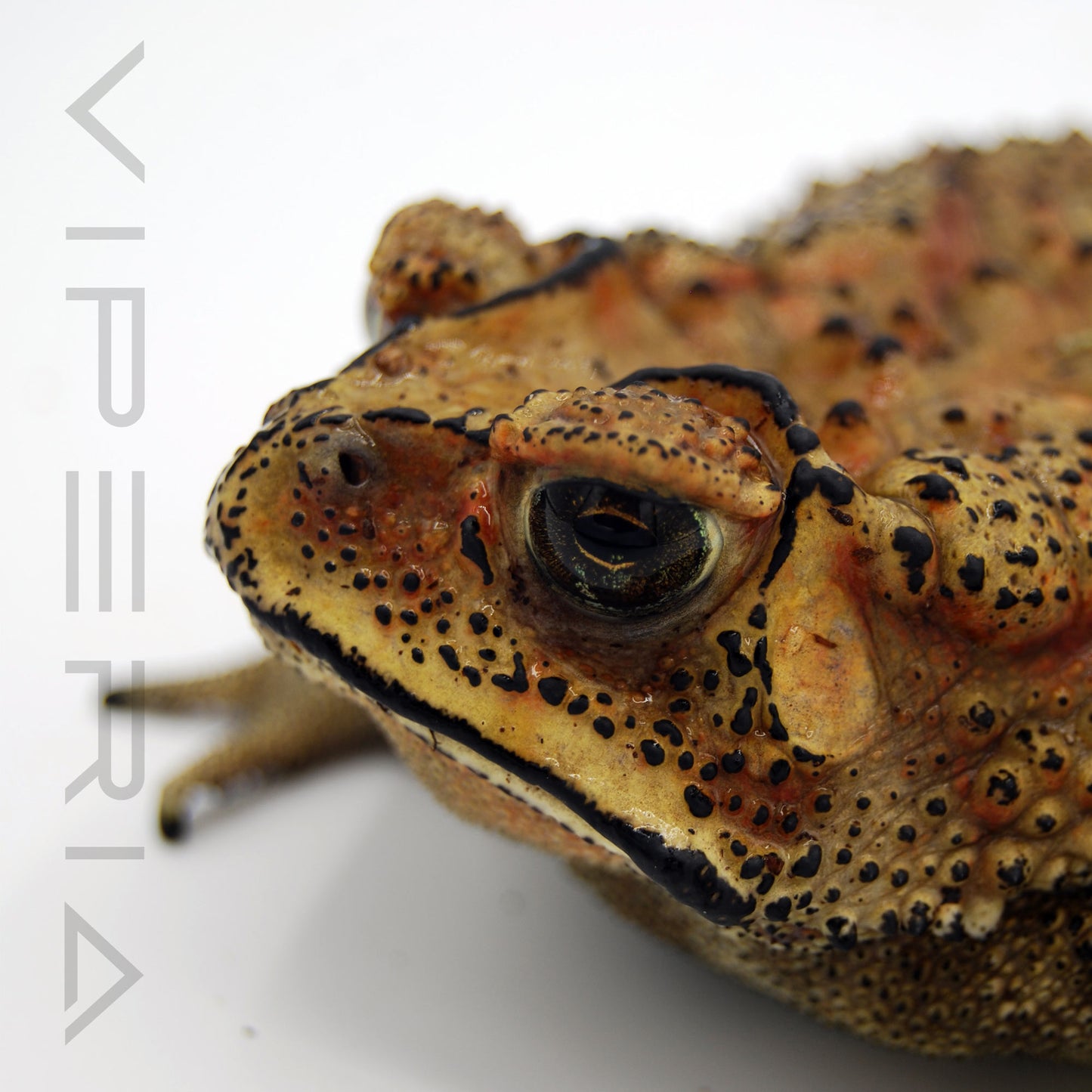 Asian Common Toad