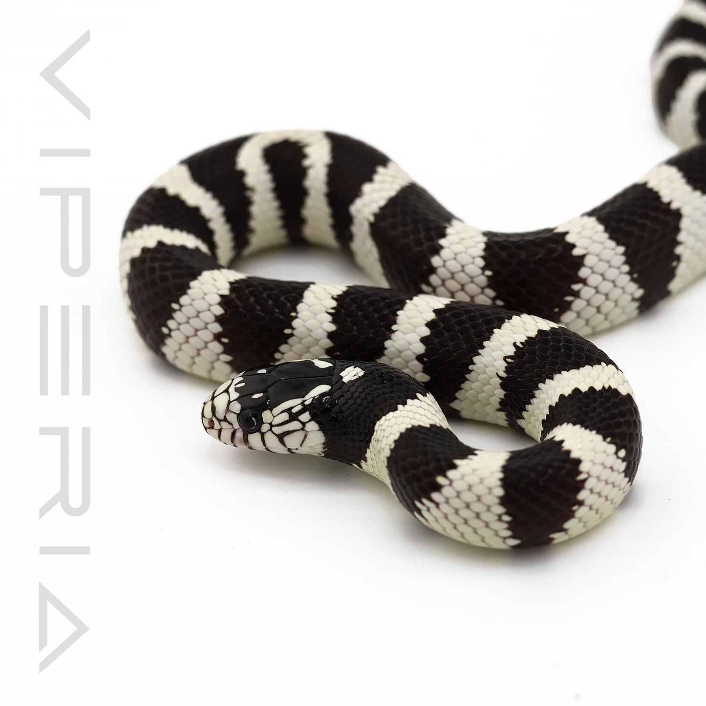 Californian Kingsnake